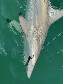 Islamorada Report Photo 1