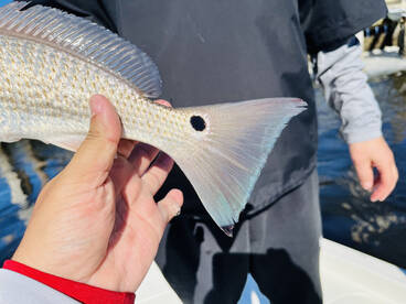 Cape Coral Report Photo 2