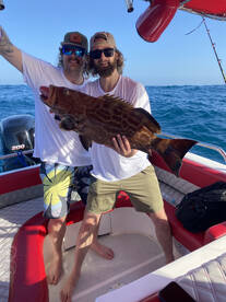 Big groupers around 