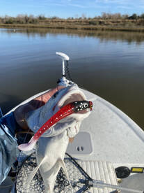 With Spring on the Horizon.