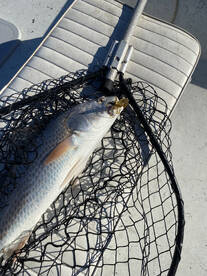 Galveston Report Photo 2