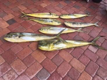 Islamorada Report Photo 1