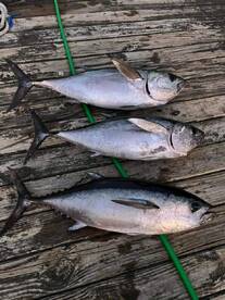 Winter tuna time!!