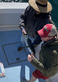 Bonita Still Plentiful