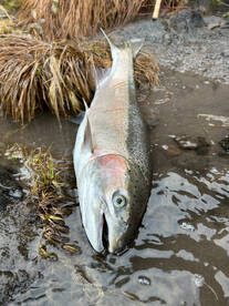 The run is looking good!