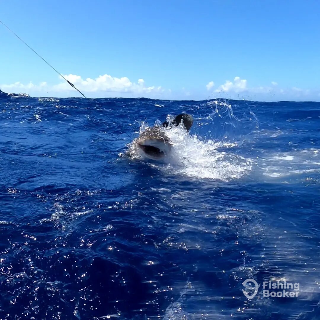 Le Morne Report Photo 0