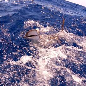 Le Morne Report Photo 1