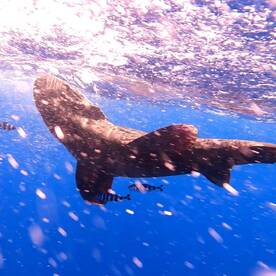 Le Morne Report Photo 2