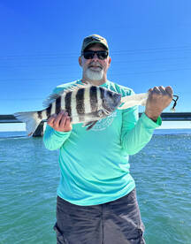 Nice jumbo sheepsnead around town 