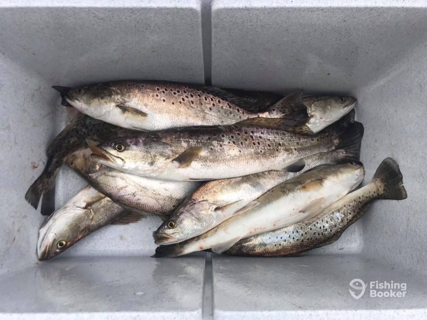 Bolivar Peninsula Report Photo 0