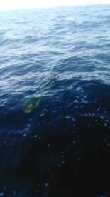 San Jose del Cabo Report Photo 2
