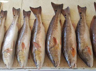 New Orleans Report Photo 2