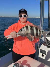 Big Sheepshead Are Biting 