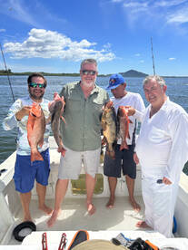 Great mangroves snappers and grouper 