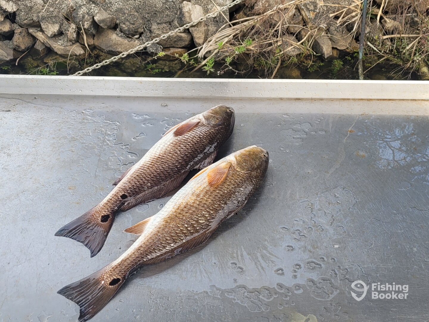 Crystal River Report Photo 0