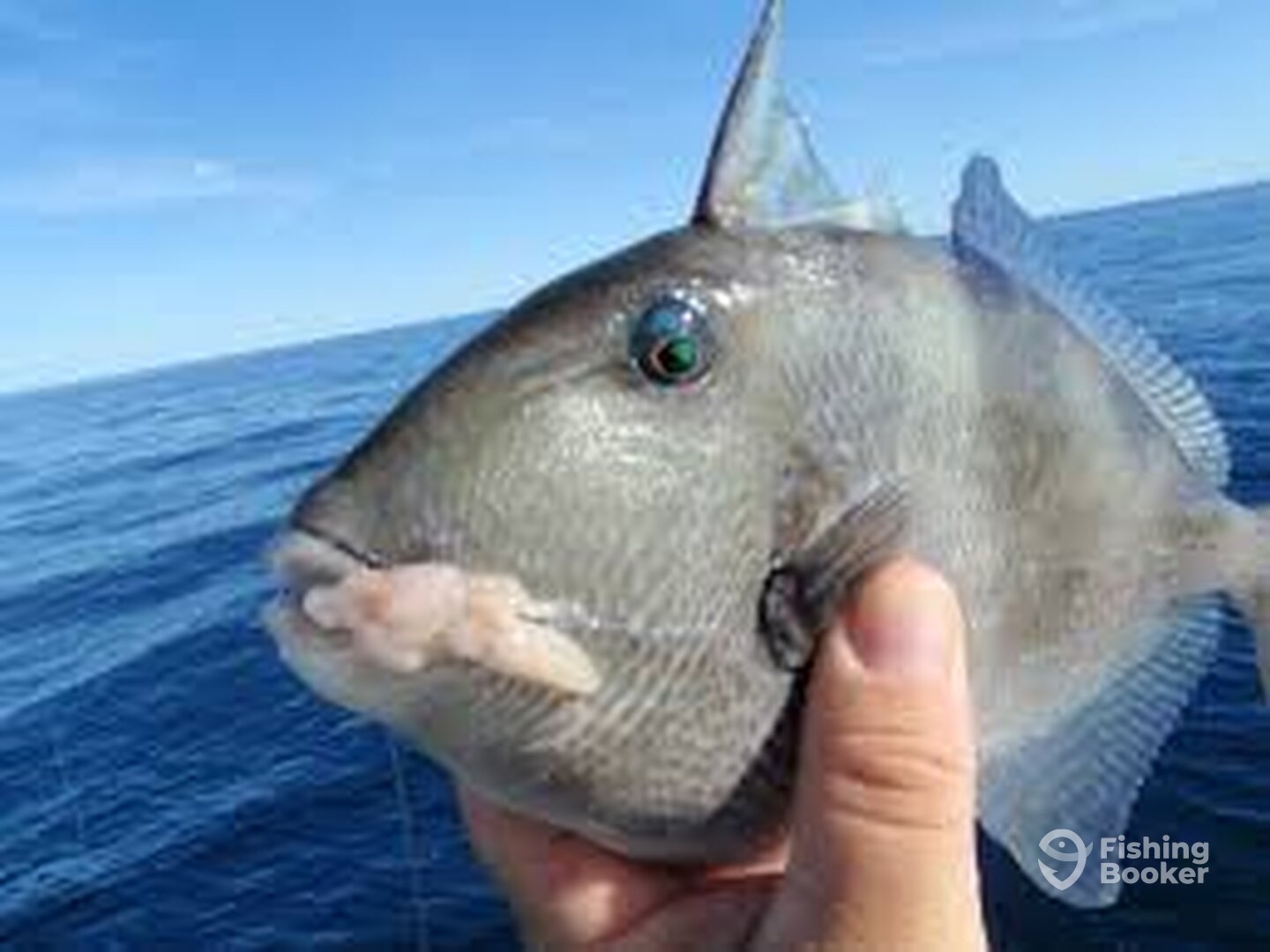 Gray triggerfish