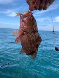 Too-small red grouper