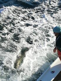 51lb released