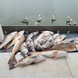 Fishing has been good. 