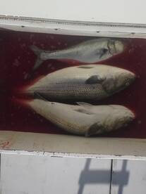 Montauk Report Photo 1