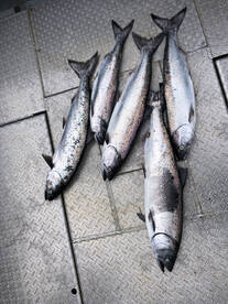 Winter Chinook salmon