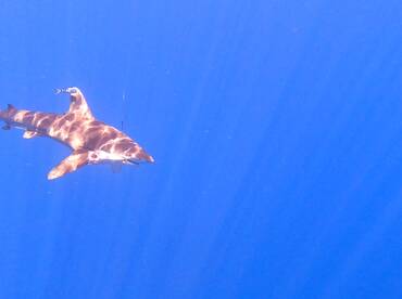 Le Morne Report Photo 1