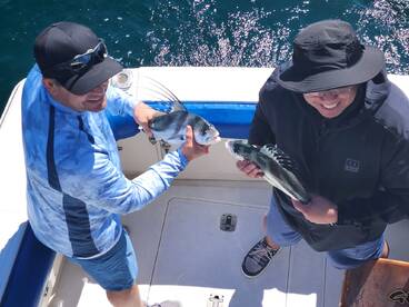 Baby roosters and mucha sierra !!!