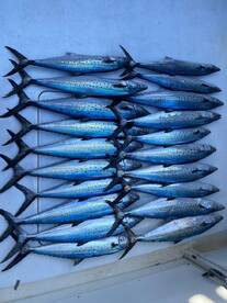 Cabo San Lucas Report Photo 2