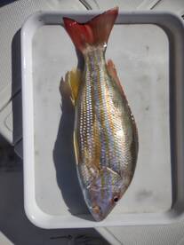 Yankeetown Report Photo 2