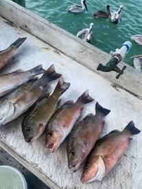 WINDY day but we caught DINNER and SNOOK