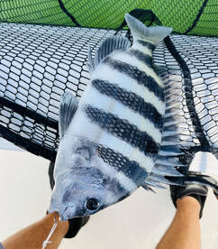 Sheepshead 