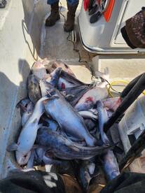 Wagoner Report Photo 1