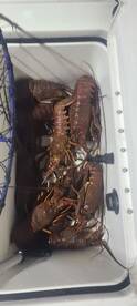 Limits of local Bugs from Long Beach!