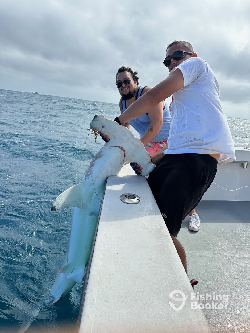 Dania Beach Report Photo 0