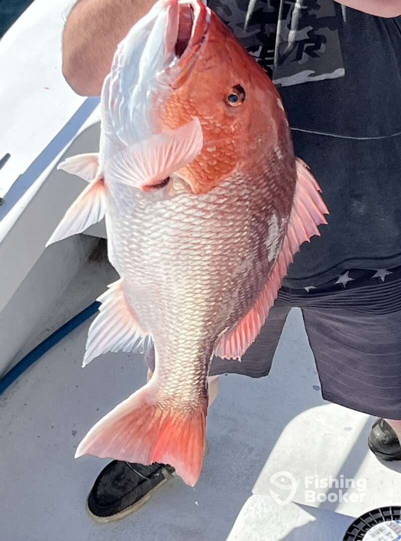 Orange Beach Report Photo 0