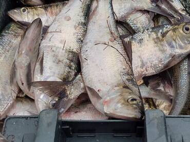 Shad season is starting!