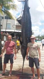 616lbs Blue Marlin