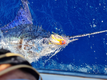 Sydney Report Photo 2