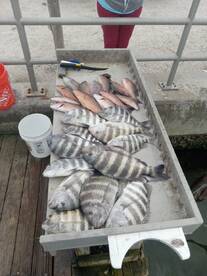 Sheepshead 