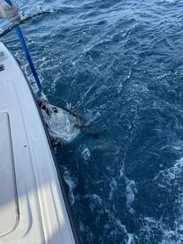 Manteo Report Photo 2