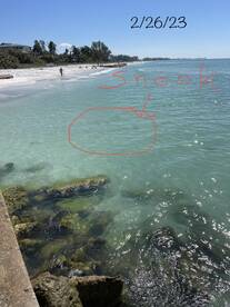 Sarasota Spring Snook finally opens!