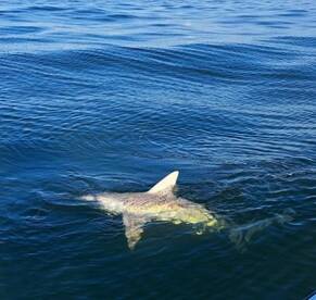 Panama City Beach Report Photo 2