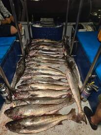 Great geelbek fishing