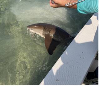 Mixed bag action on a nice half day!