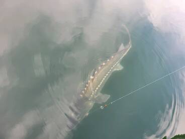 Fantastic sturgeon action