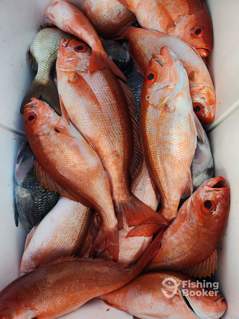 Folly Beach Report Photo 0