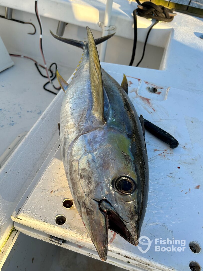 Wanchese Report Photo 0