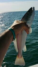 A surprise trout.