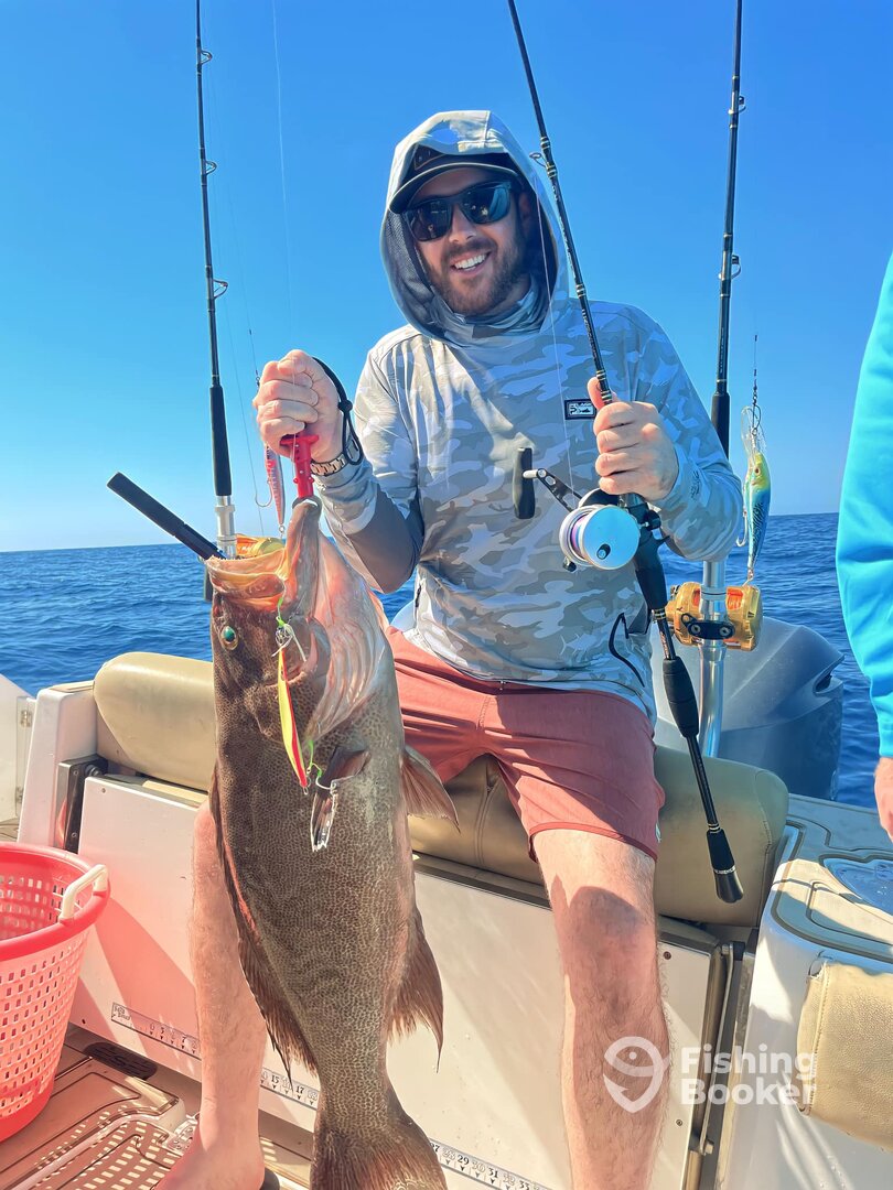 Scamp grouper