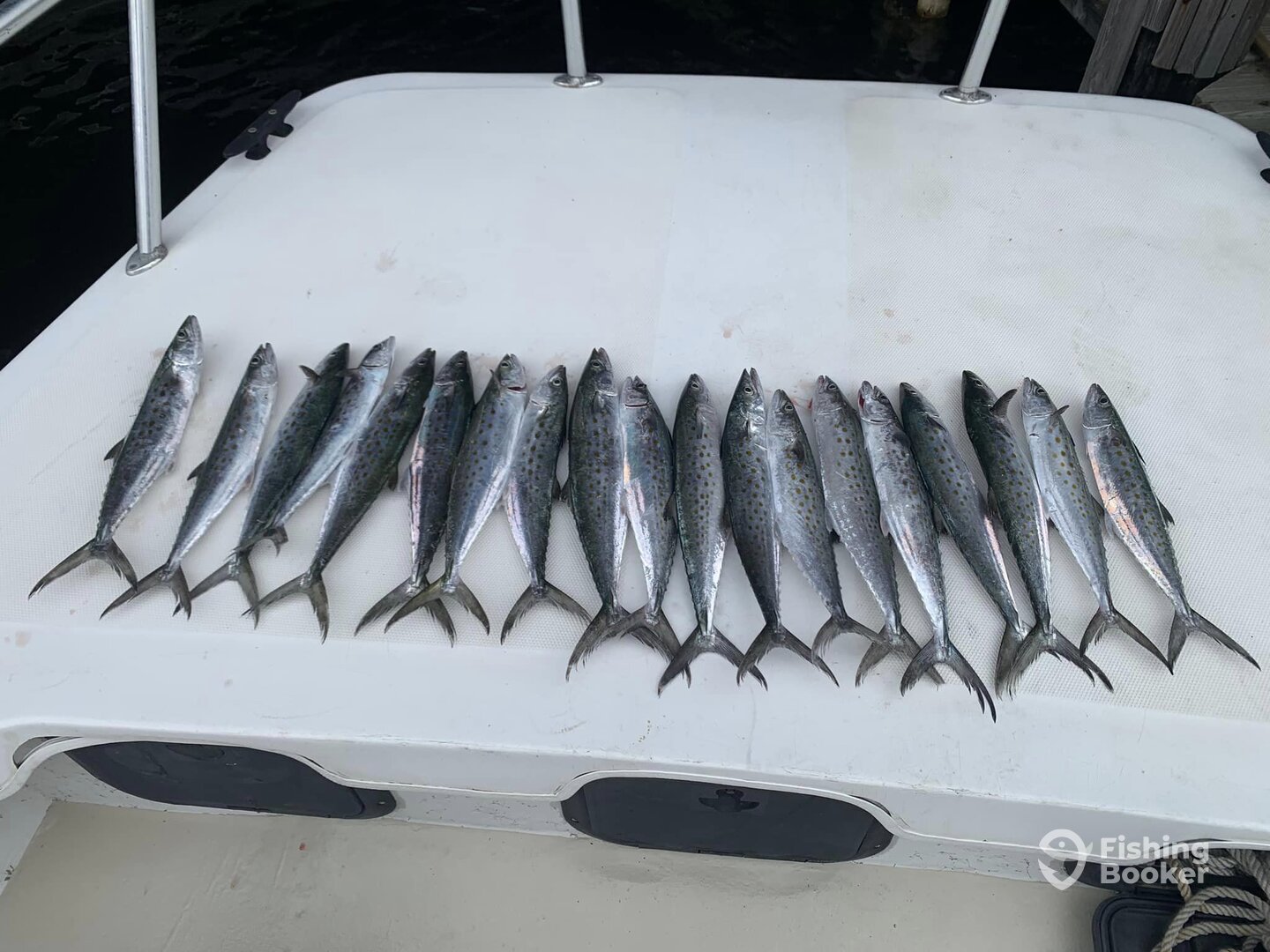 Limit of Spanish Mackerel